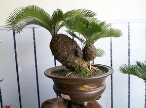 如何種出漂亮柚子盆栽，需多久可以發芽？