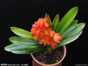 哪些花卉不適合在葉面進(jìn)行噴水？