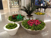 植物花卉租擺過程中品種應(yīng)選對(duì)的不選貴的