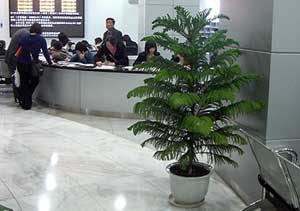 重慶某稅務局室內公共區域綠化案列